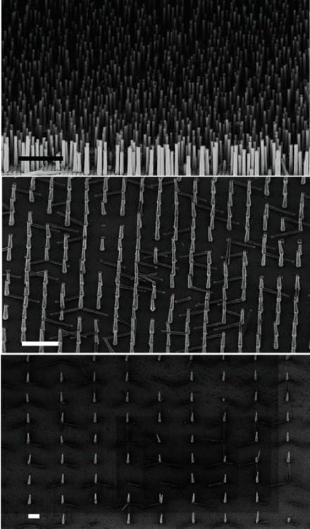 سازگار با CMOS سی nanocolumns LED فوتون ادغام می شود دقیق تر اجازه می دهد تا